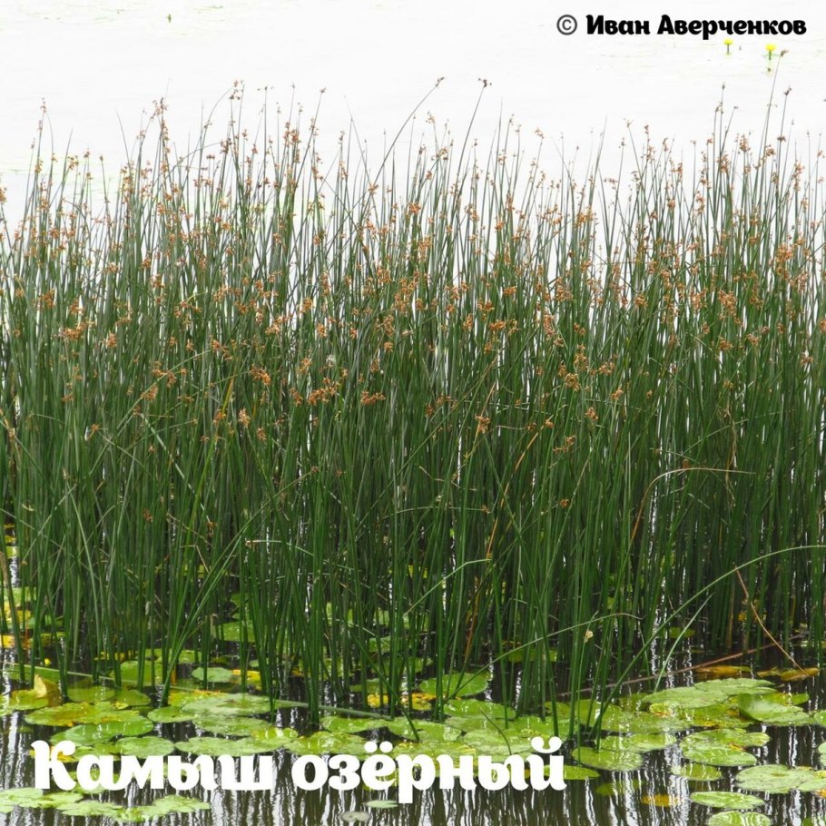 Камыш и рогоз