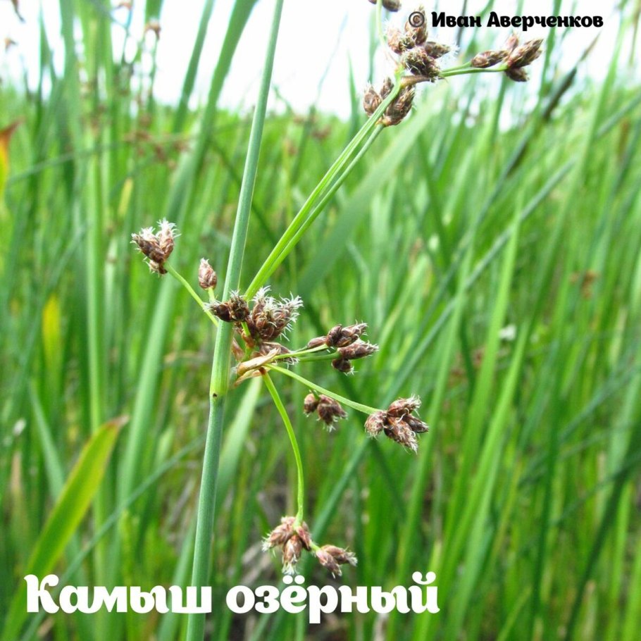 Тростник (phragmites communis)