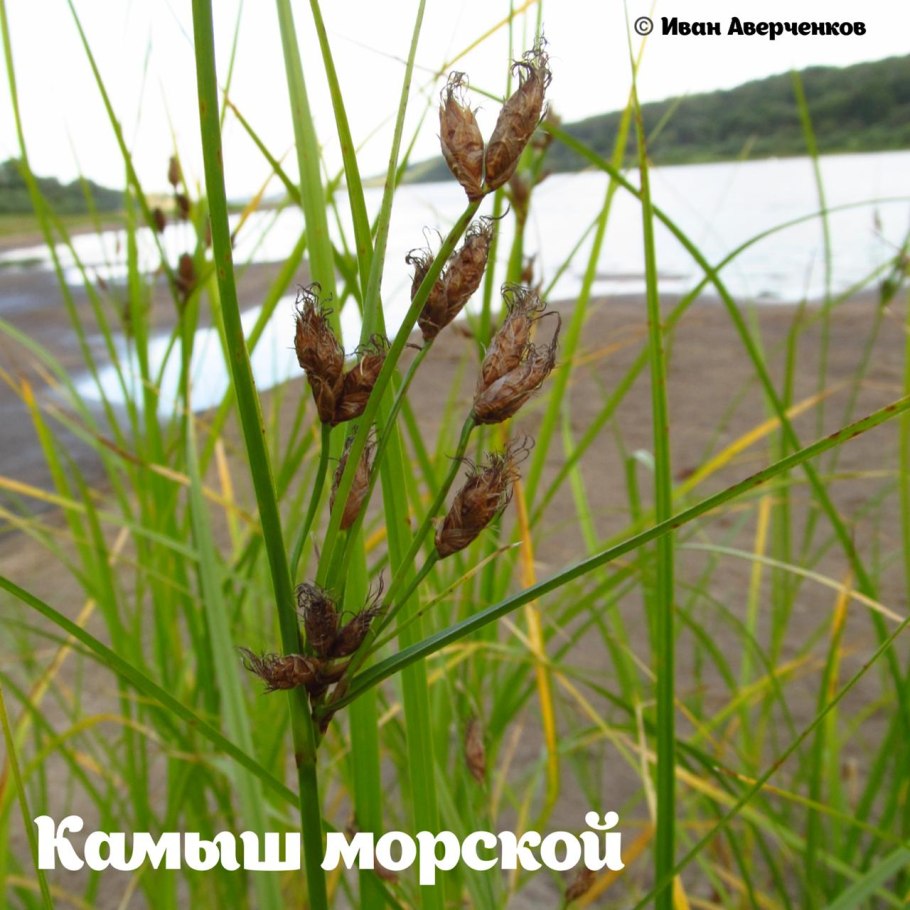 Рогоз занесен в красную