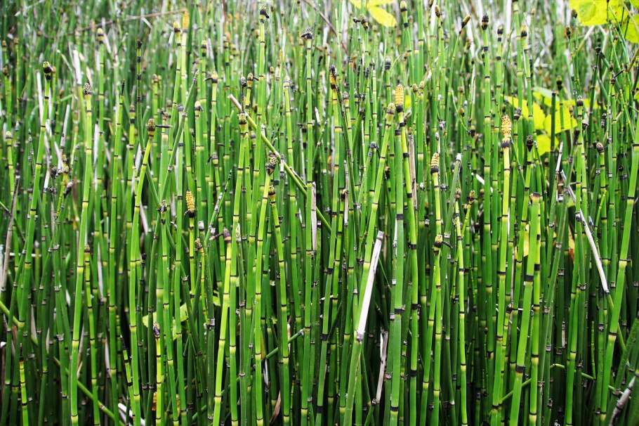 Equisetum japonicum