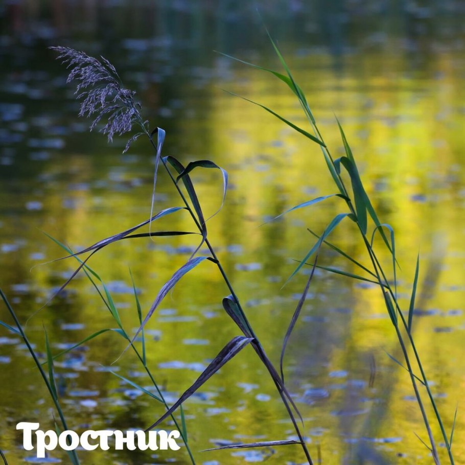 Стрела Рогоза камыш