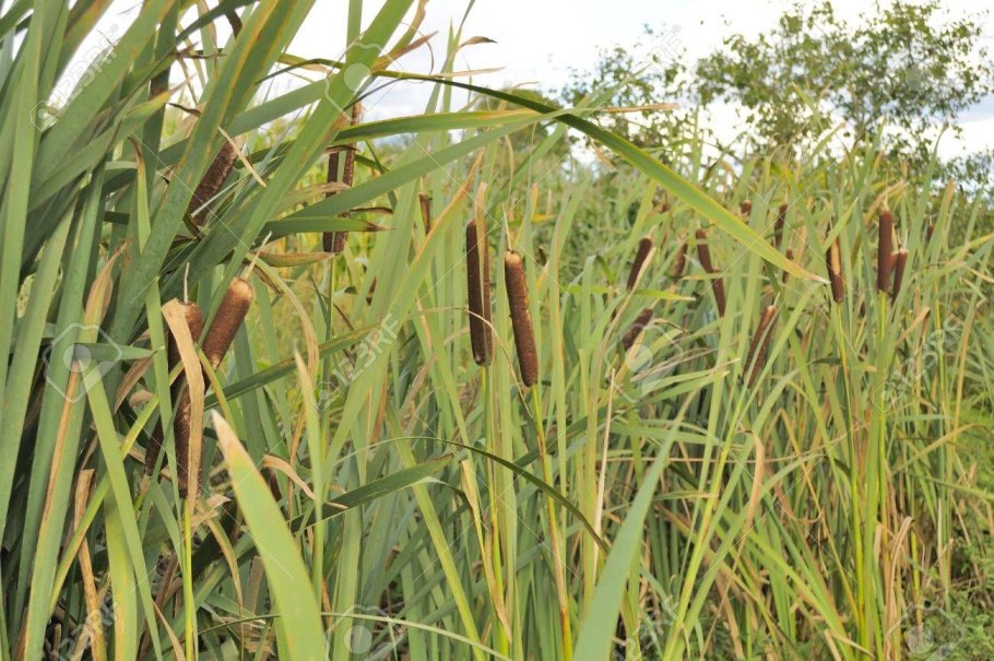 Камыша Arundo Donax