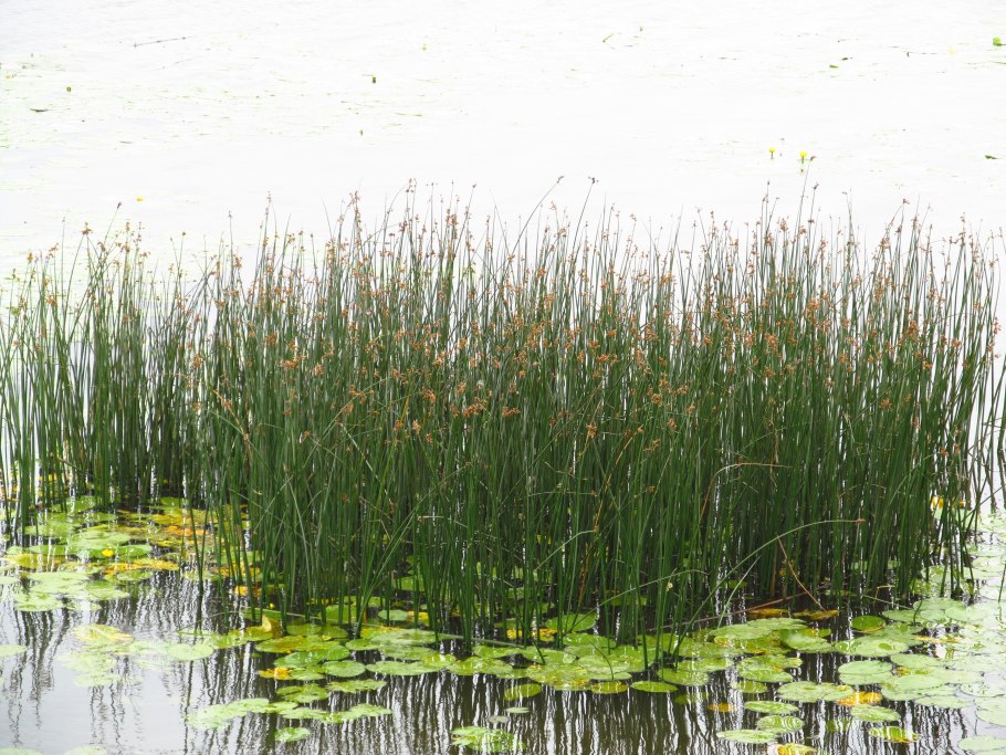 Камыш и рогоз