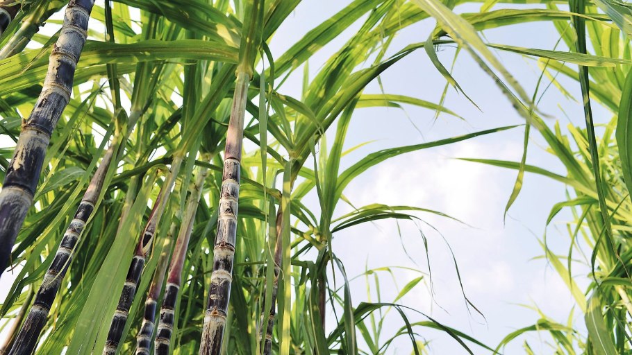 АИР обыкновенный - Acorus Calamus