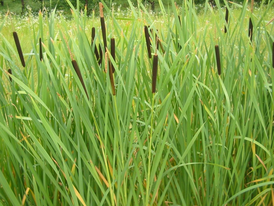 Рогоз Typha latifolia