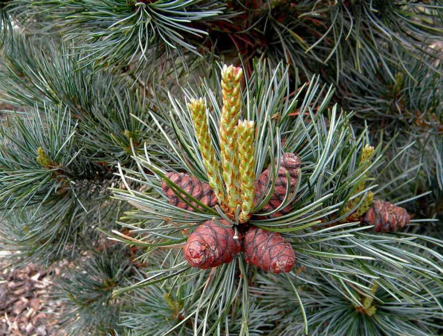 Пинус Парвифлора Негиши