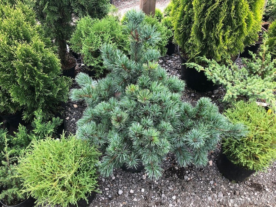 Сосна мелкоцветковая Негиши