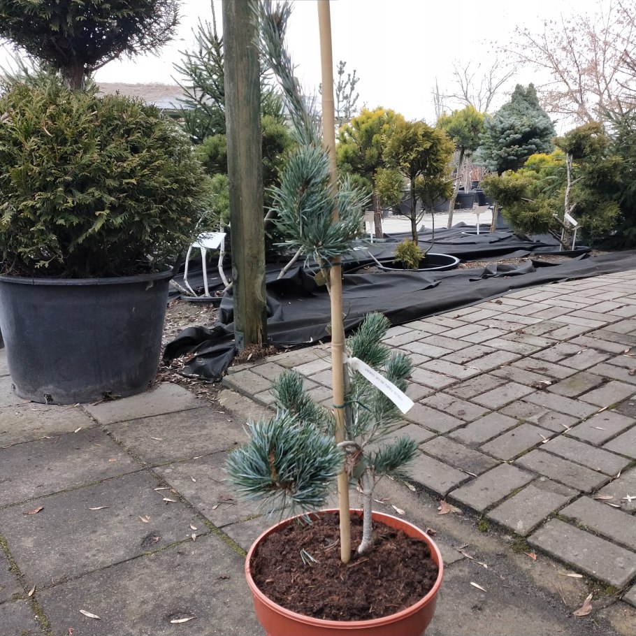 Сосна Негиши в ландшафтном дизайне