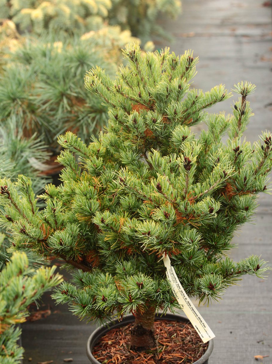 Сосна Парвифлора Глаука