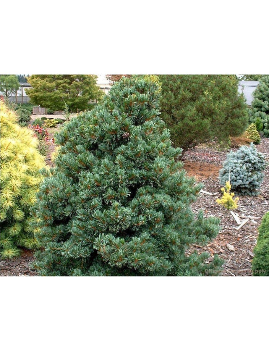 Сосна Негиши в ландшафте