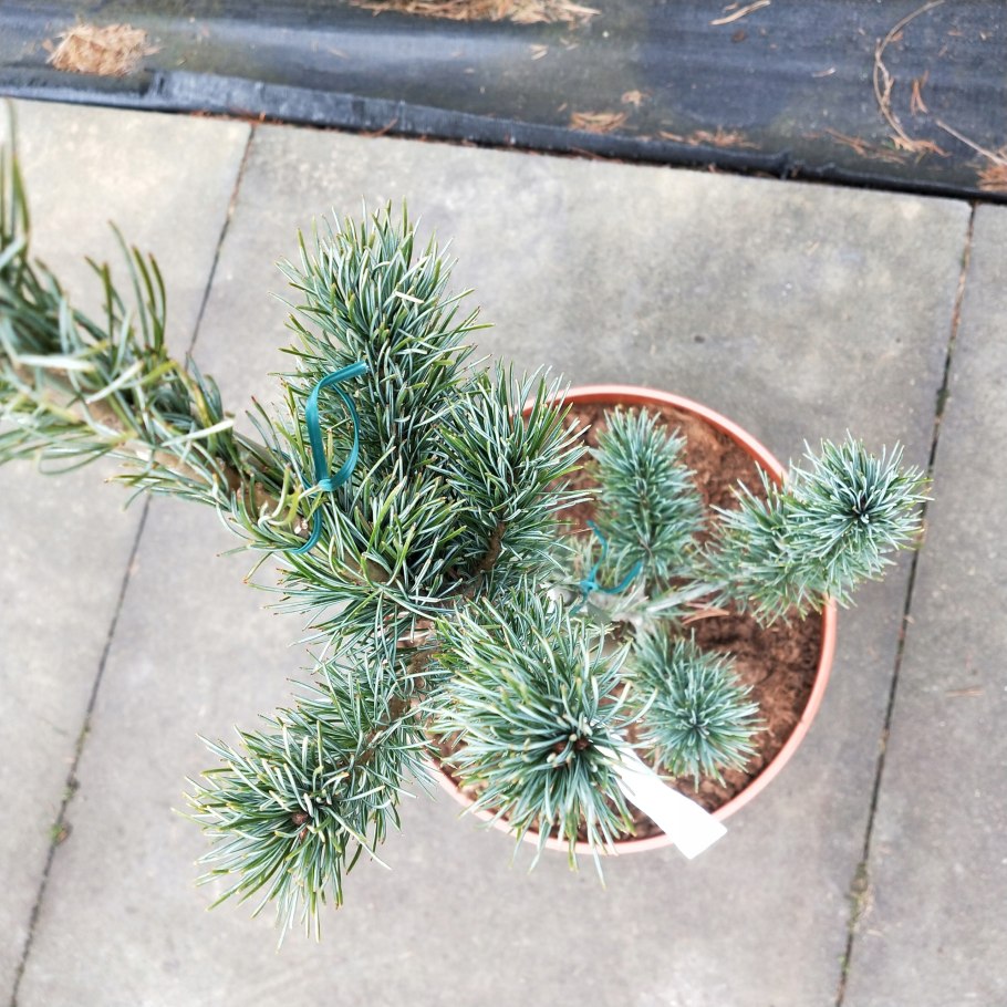 Японская сосна Негиши шишки