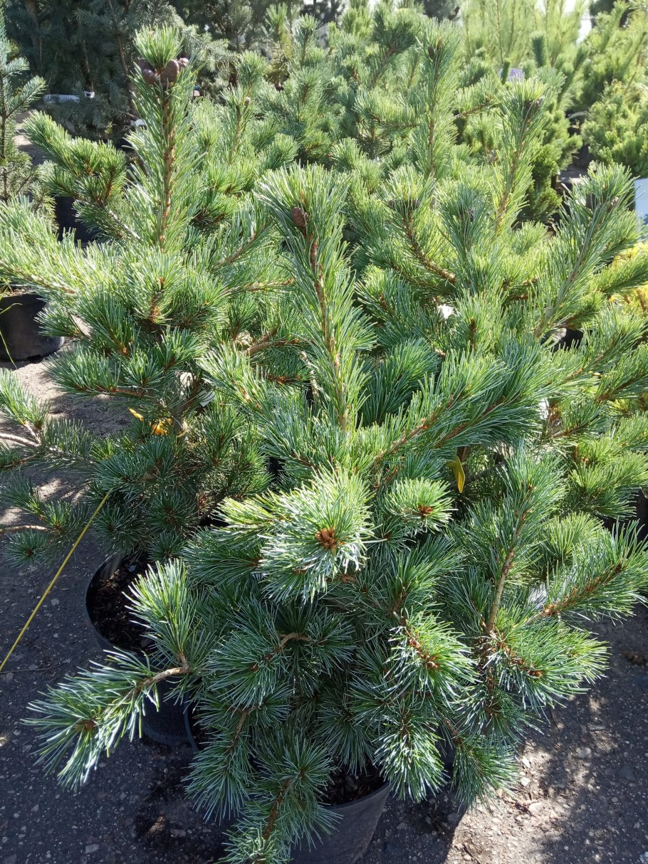 Сосна мелкоцветковая Негиши