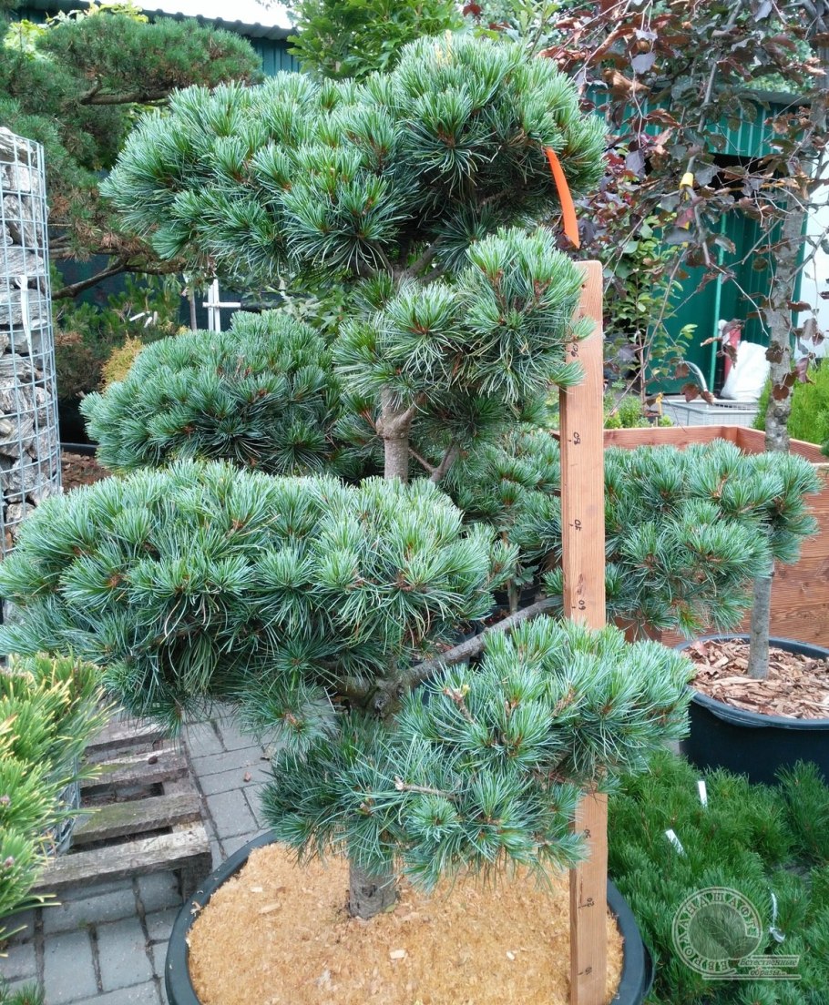 Сосна Парвифлора Негиши