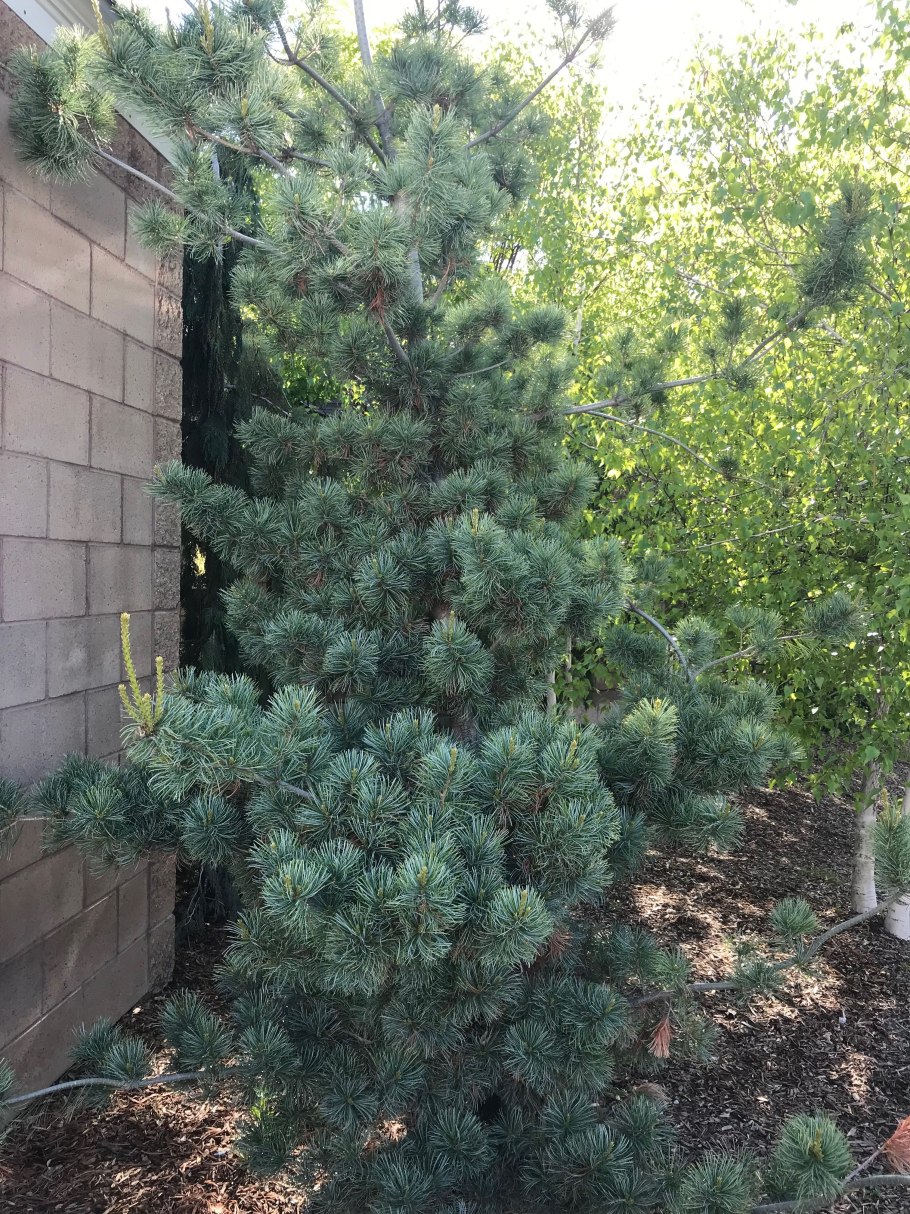 Pinus parviflora 'Regenhold'