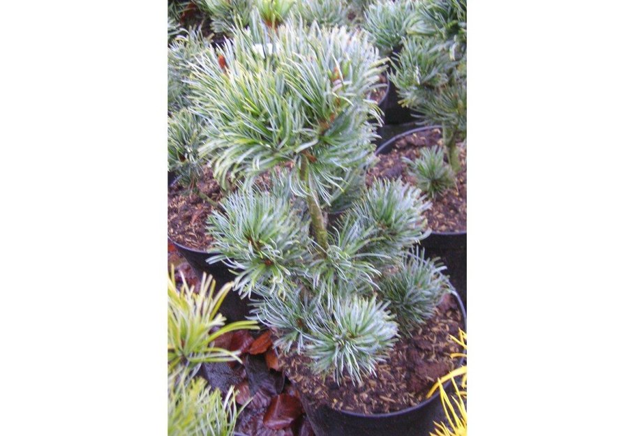 Pinus parviflora glauca