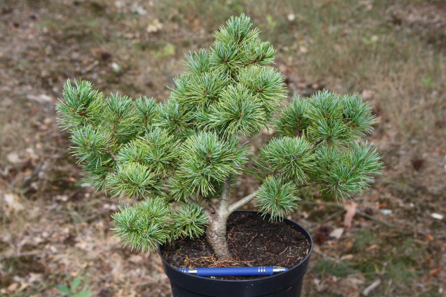 Сосна мелкоцветковая Негиши