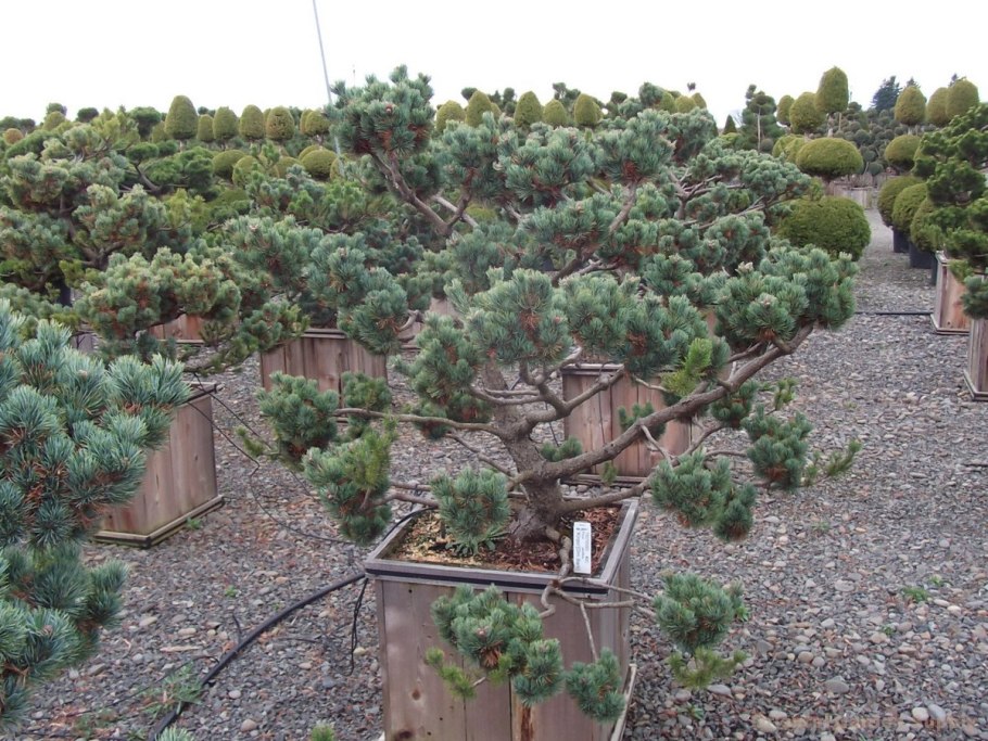 Pinus parviflora флоппи Джо