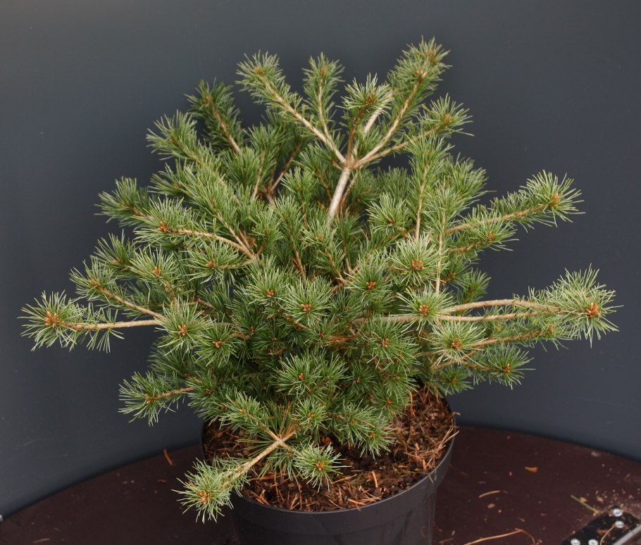 Сосна Парвифлора Негиши