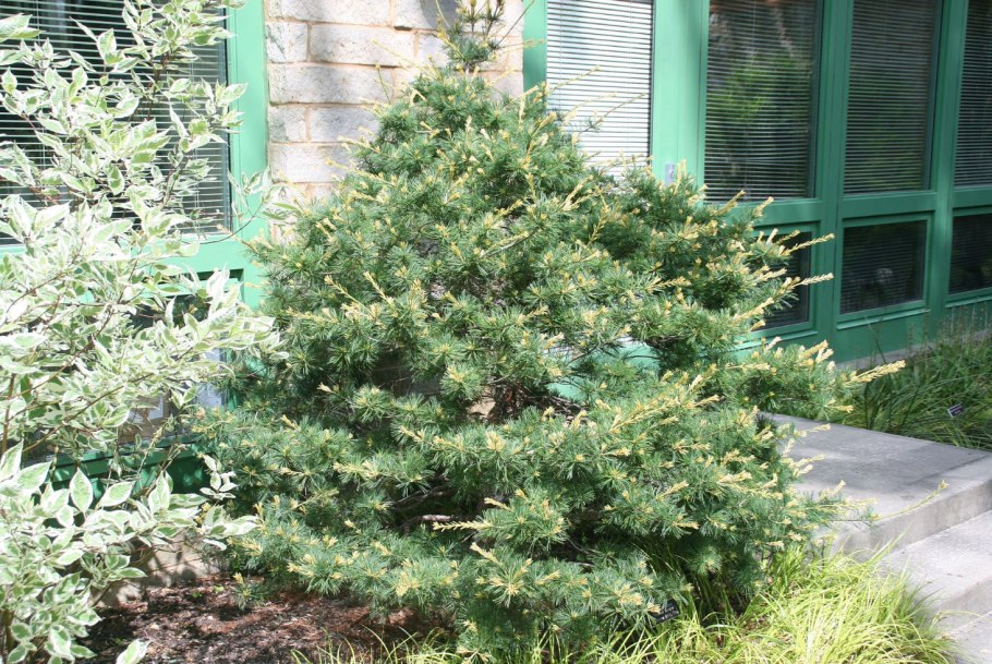 Парвифлора Глаука