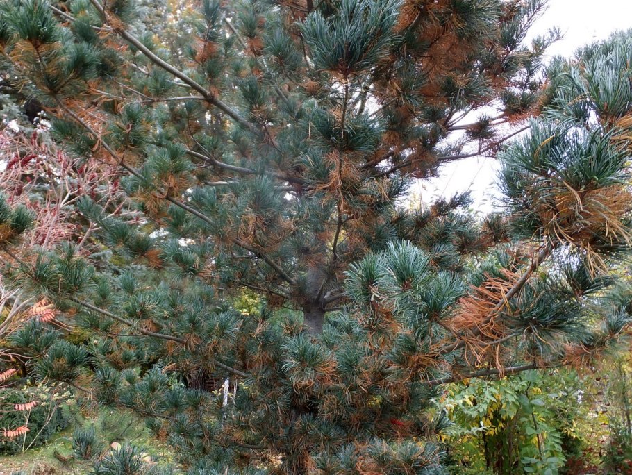 Сосна румелийская бонсай