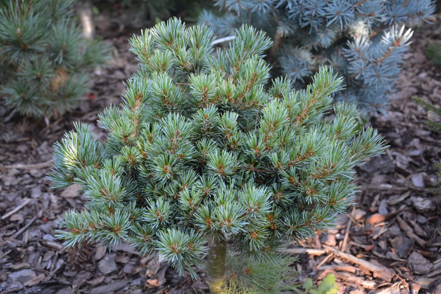 Pinus parviflora