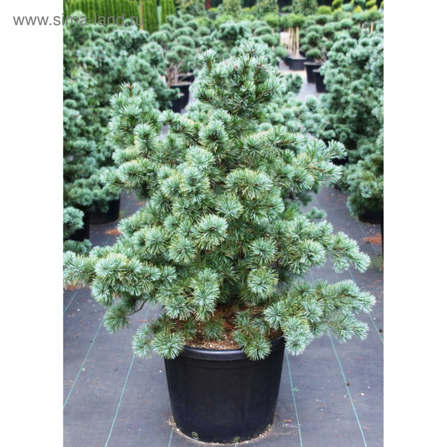 Парвифлора Негиши