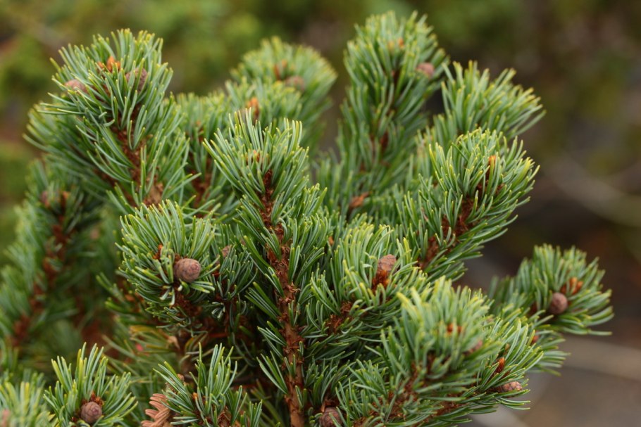 Пинус Парвифлора