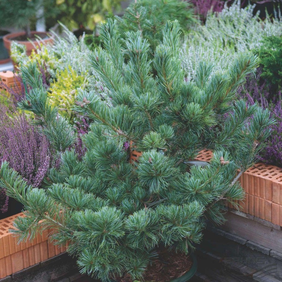 Pinus parviflora glauca