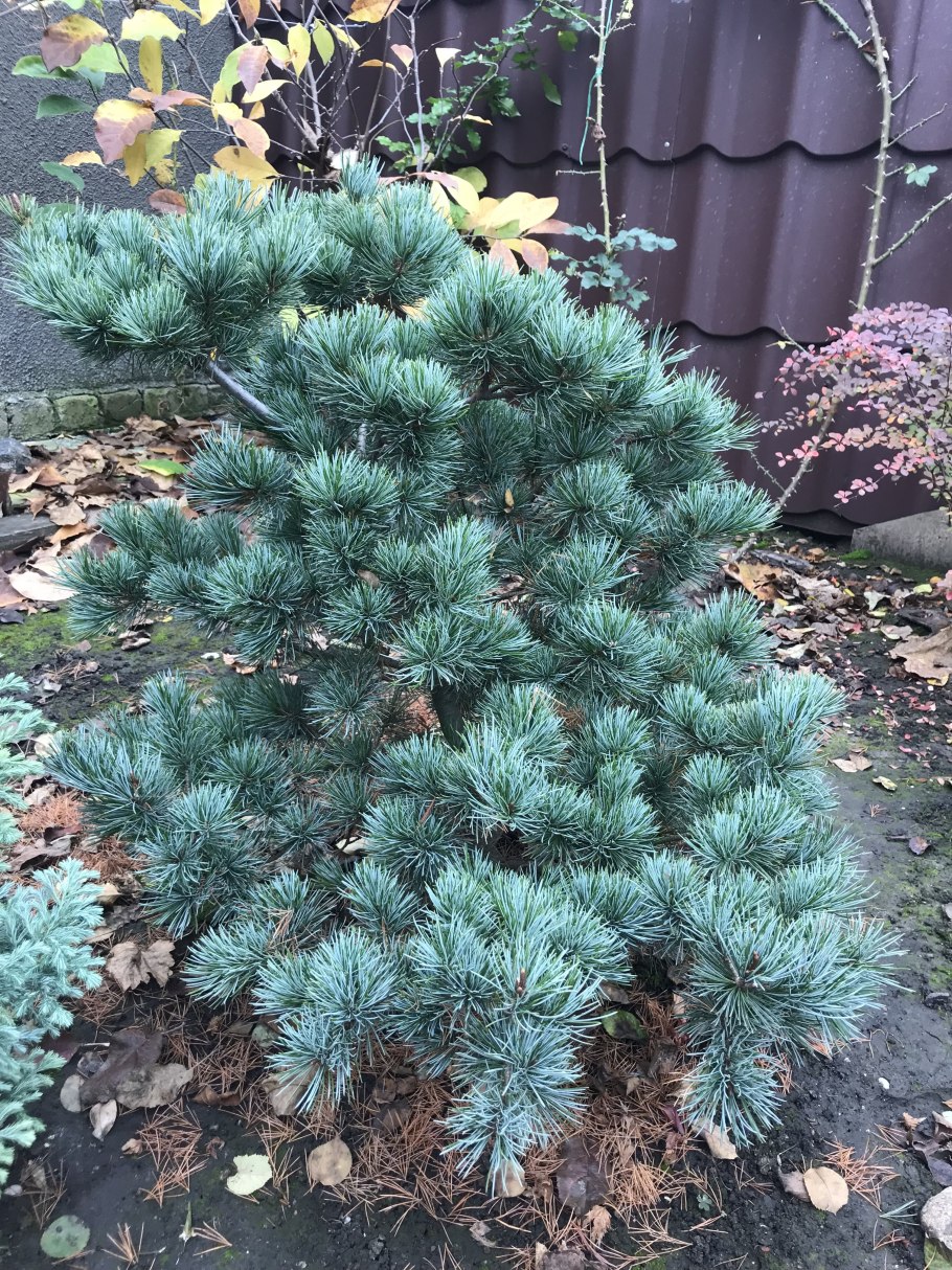 Сосна мелкоцветковая Негиши