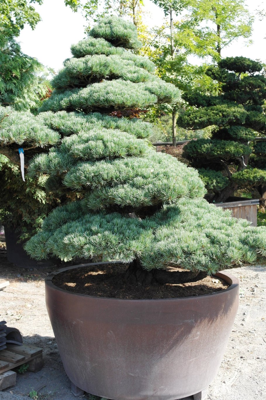 Pinus parviflora Shimane