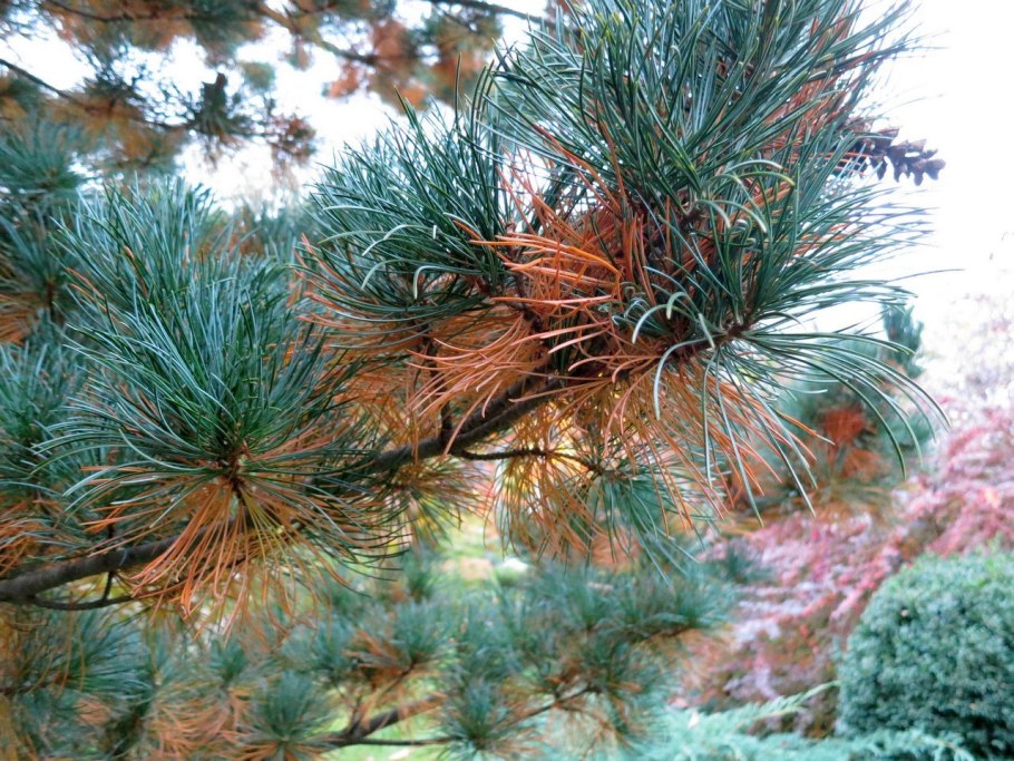 Pinus pentaphylla