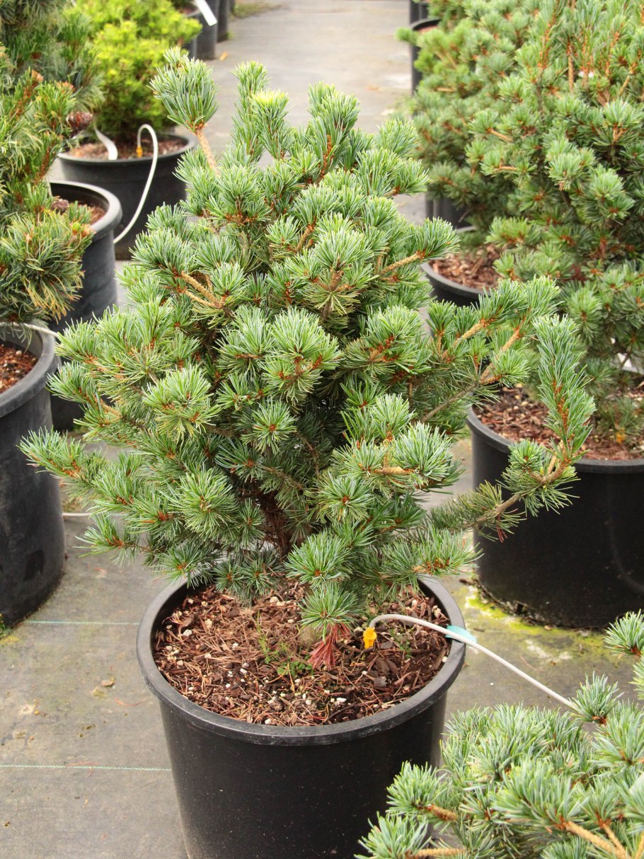 Pinus parviflora Bergman