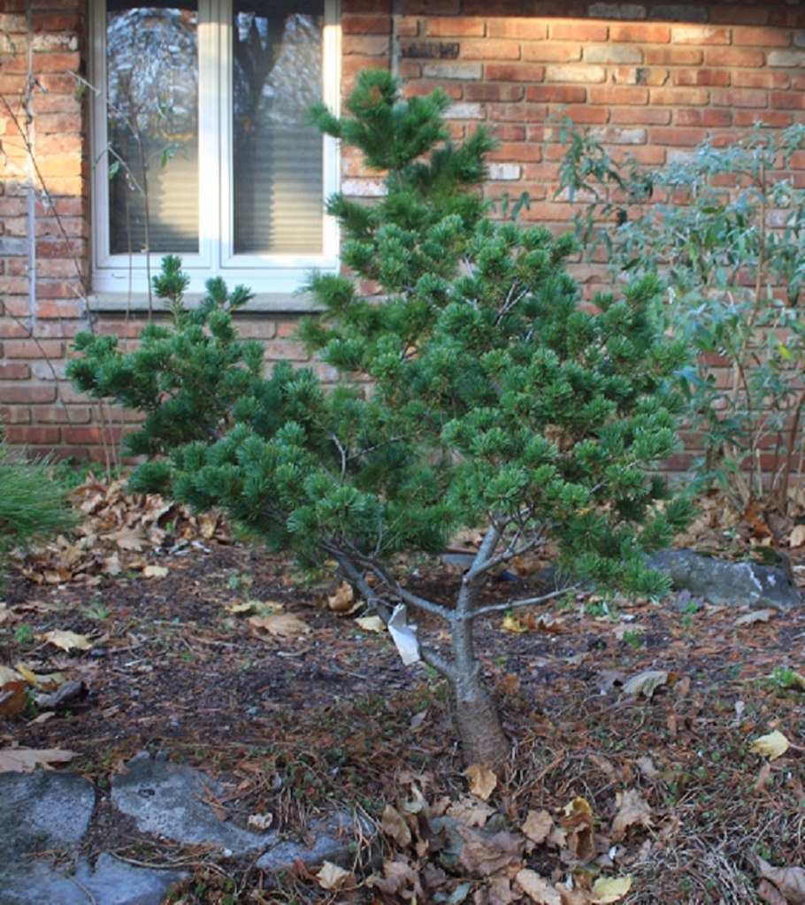 Сосна Негиши бонсай