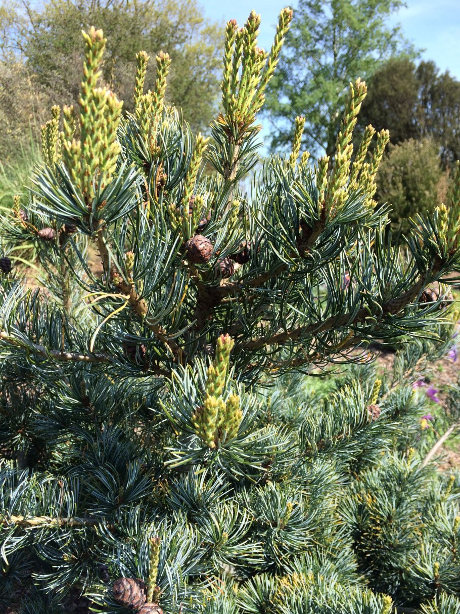 Сосна японская «glauca