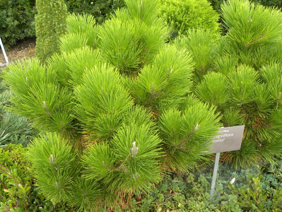 Кедровый стланик Глаука