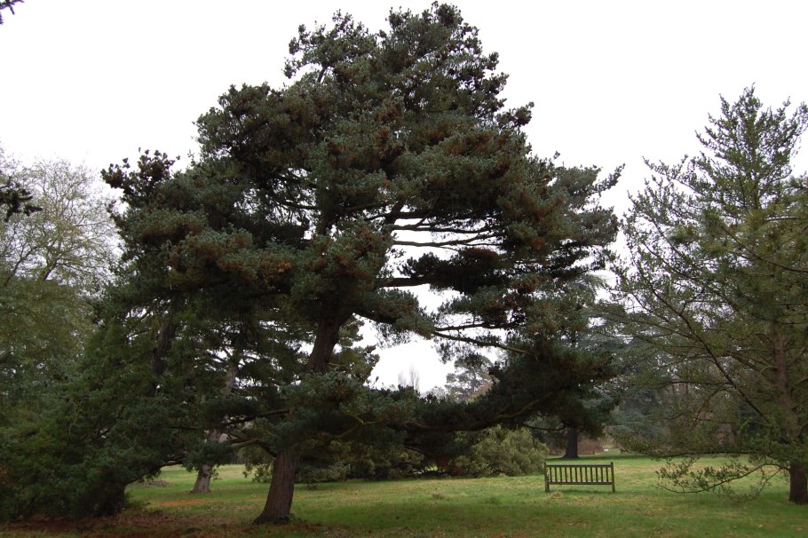 Сосна обыкновенная pinus sylvestris