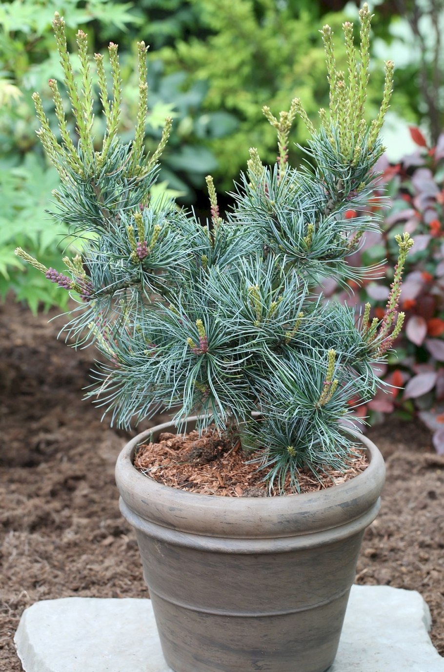 Сосна японская «glauca