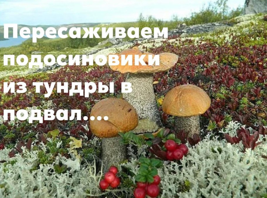 Тундра Эгвекинот