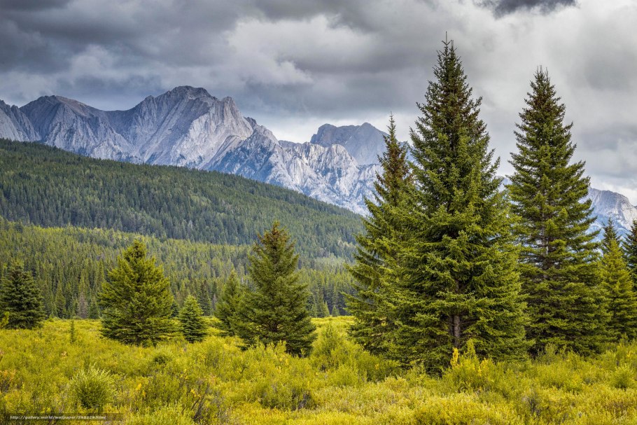 Хвойные деревья Аляски