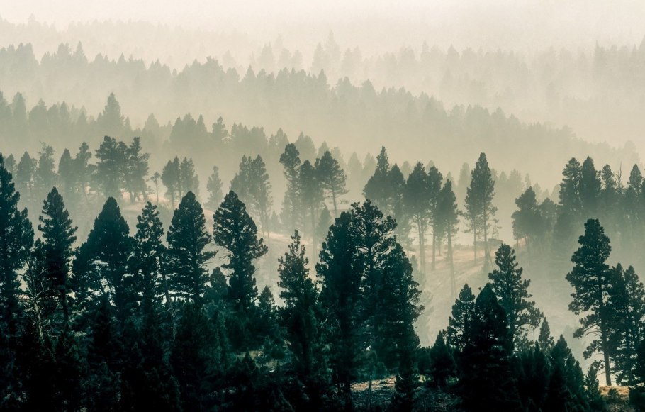 Туманный хвойный лес