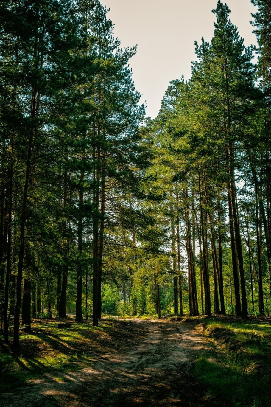 Елово Сосновый лес