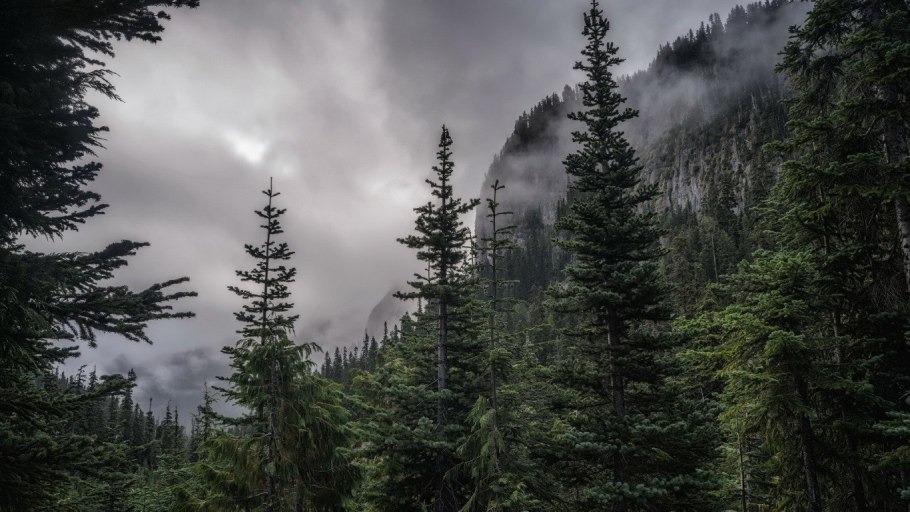 Хвойный лес в тумане