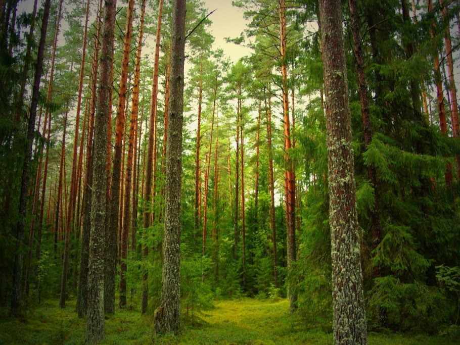 Сосновый Бор и еловый Бор