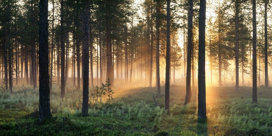 Лес панорама