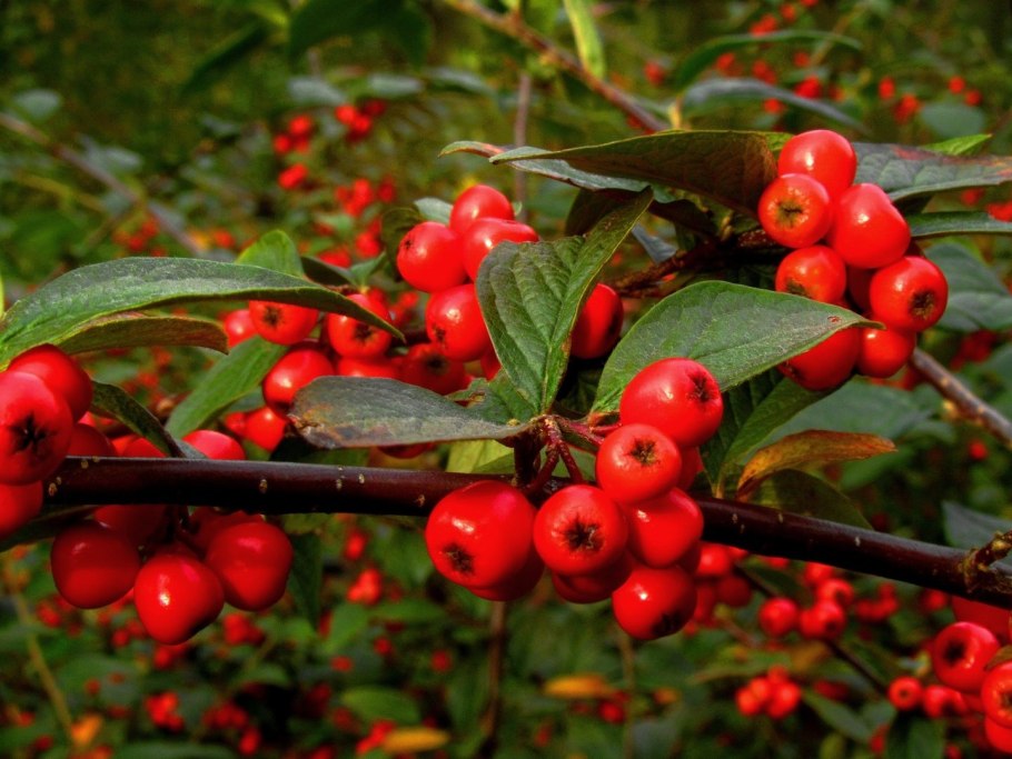 Ягодные кустарники