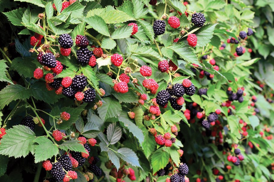 Жимолость съедобная Ленинградский великан