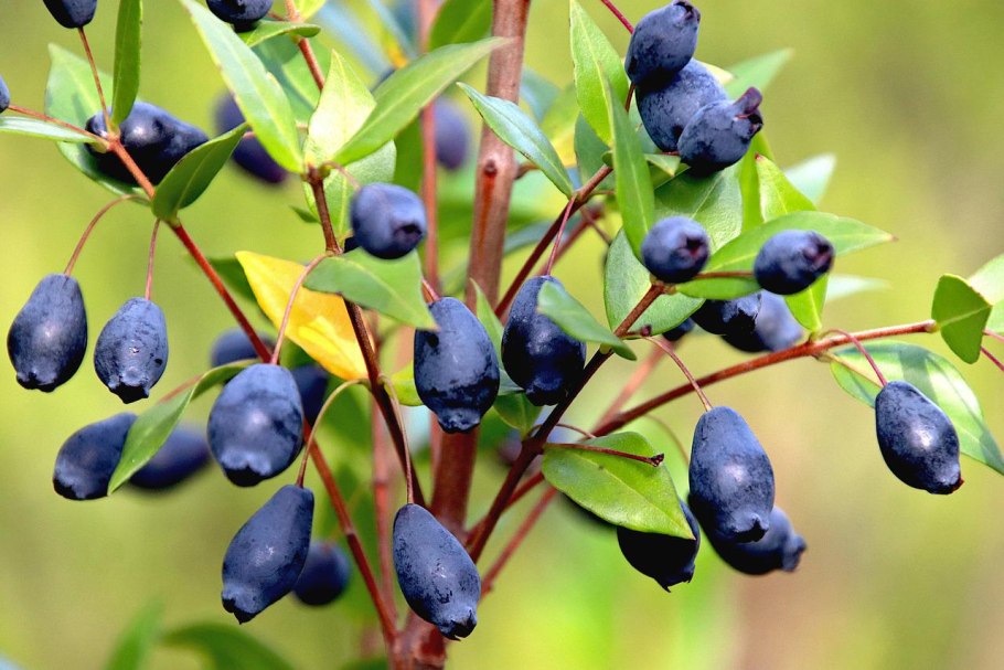Волчья ягода жимолость Лесная