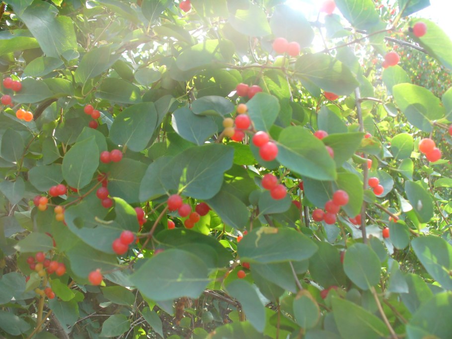 Боярышник Сибирский Crataegus sanguinea