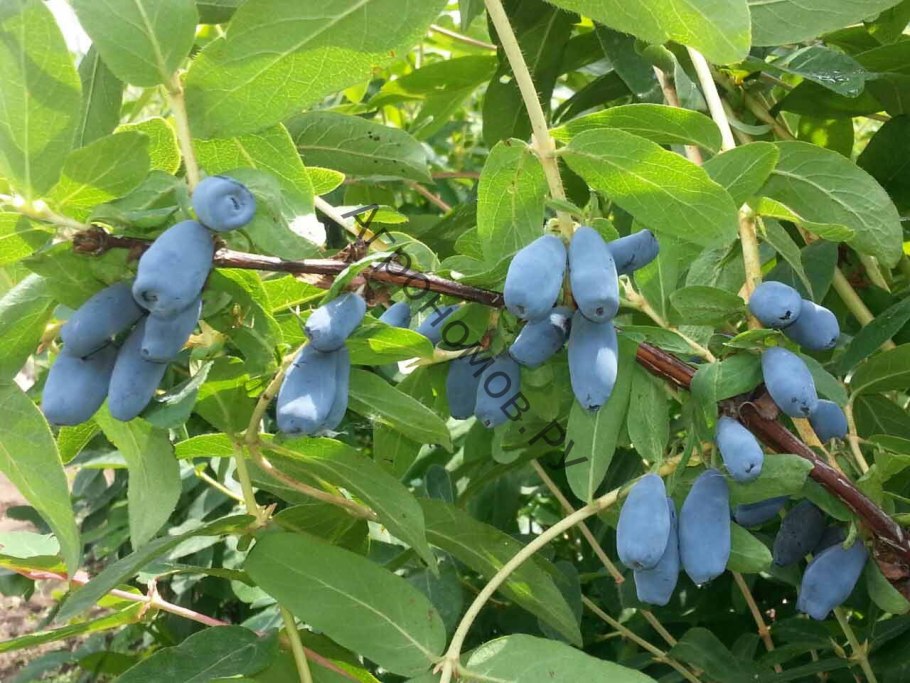 Ирга канадская (Amelanchier canadensis)