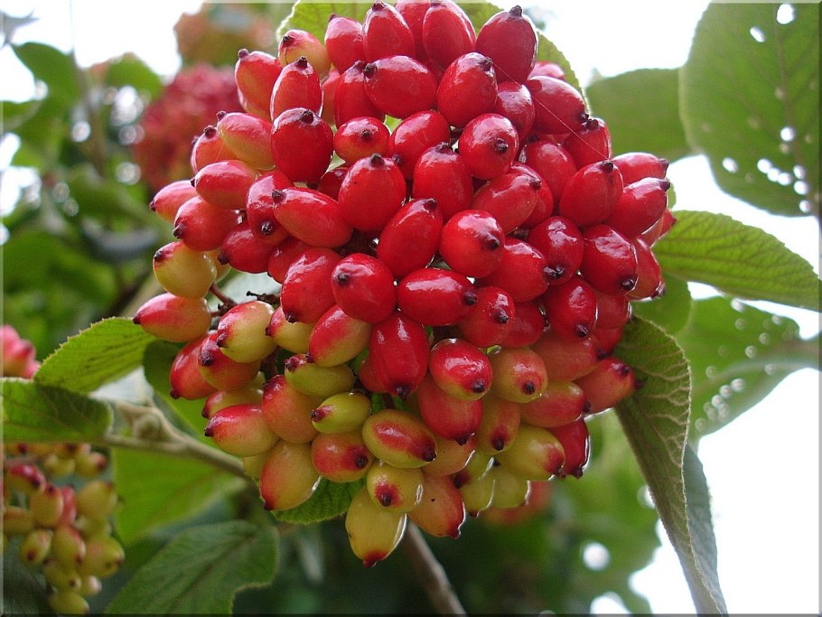 Боярышник однопестичный Вариегата